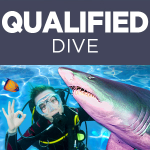 Qualified Shark Dive Experience
